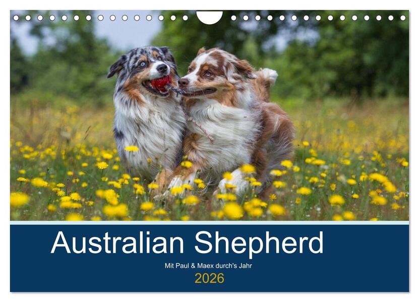 Australian Shepherd 2026 (Wandkalender 2026 DIN A4 quer) CALVENDO Monatskalender