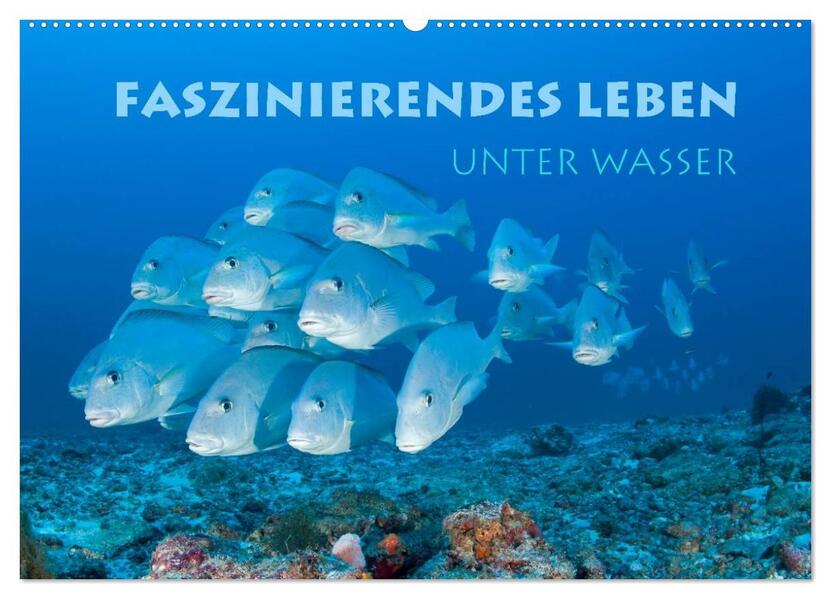 Faszinierendes Leben unter Wasser (Wandkalender 2026 DIN A2 quer) CALVENDO Monatskalender