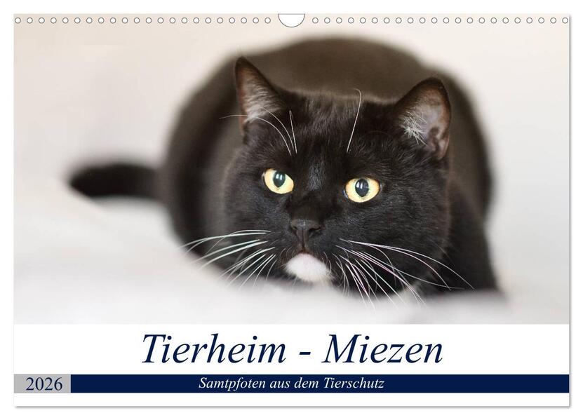Tierheim - Miezen (Wandkalender 2026 DIN A3 quer) CALVENDO Monatskalender