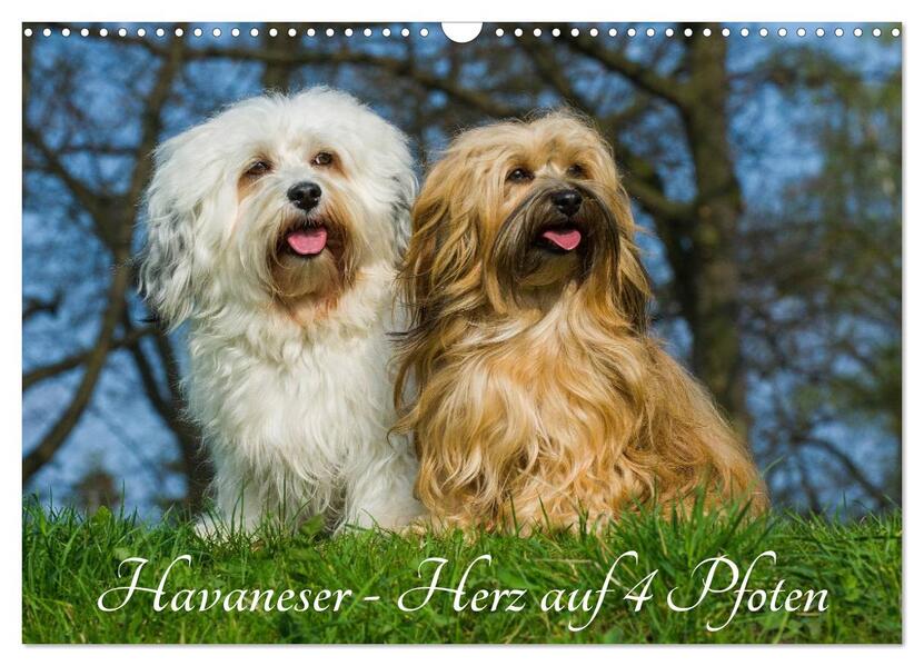Havaneser - Herz auf 4 Pfoten (Wandkalender 2026 DIN A3 quer) CALVENDO Monatskalender