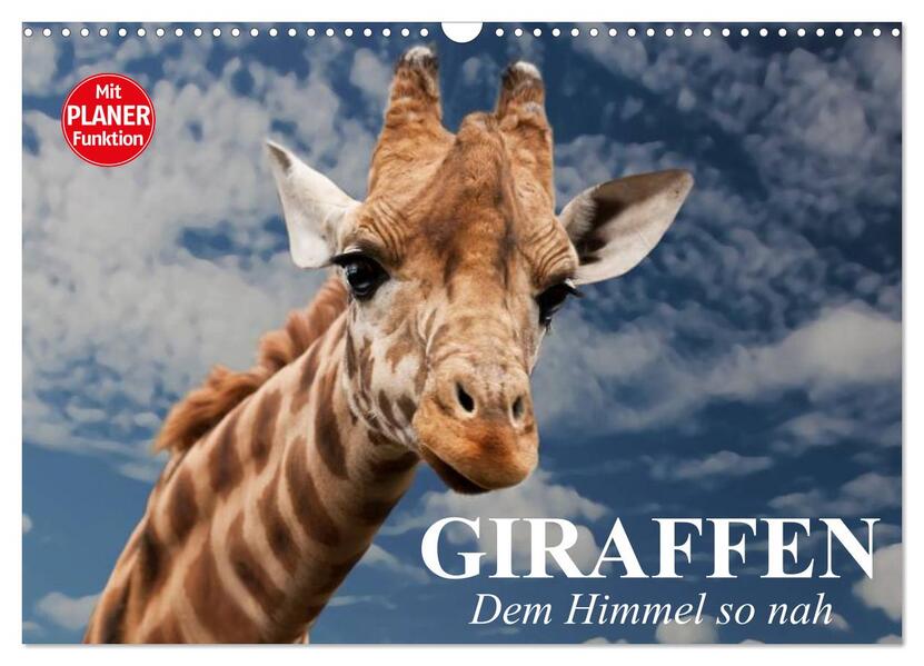 Giraffen. Dem Himmel so nah (Wandkalender 2026 DIN A3 quer) CALVENDO Monatskalender