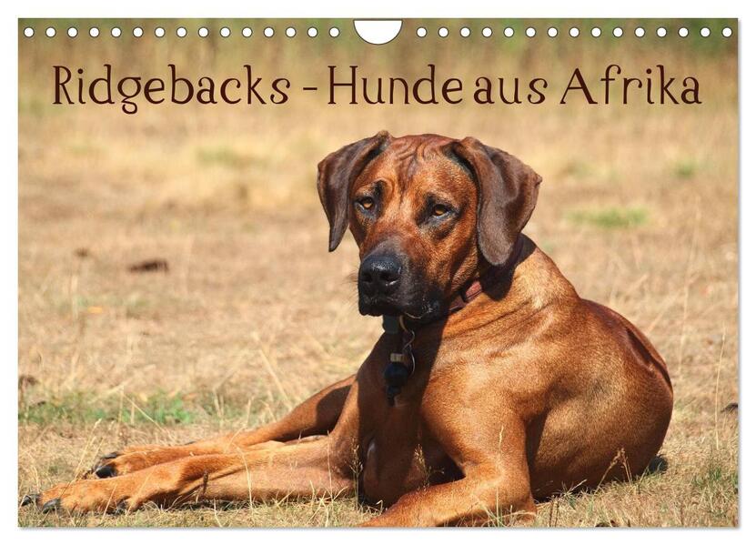 Ridgebacks - Hunde aus Afrika (Wandkalender 2026 DIN A4 quer) CALVENDO Monatskalender