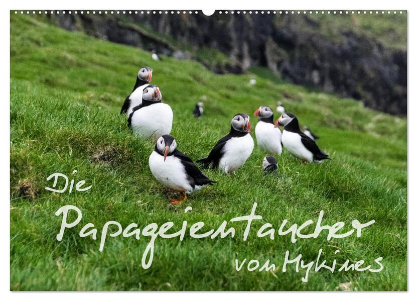 Die Papageientaucher von Mykines (Wandkalender 2026 DIN A2 quer) CALVENDO Monatskalender