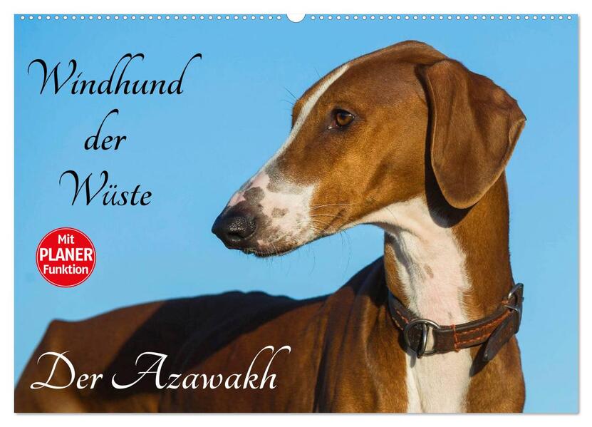 Windhund der Wüste - Der Azawakh (Wandkalender 2026 DIN A2 quer) CALVENDO Monatskalender