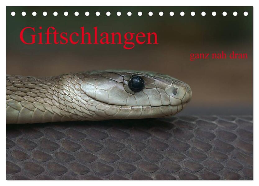 Giftschlangen ganz nah dran (Tischkalender 2026 DIN A5 quer) CALVENDO Monatskalender