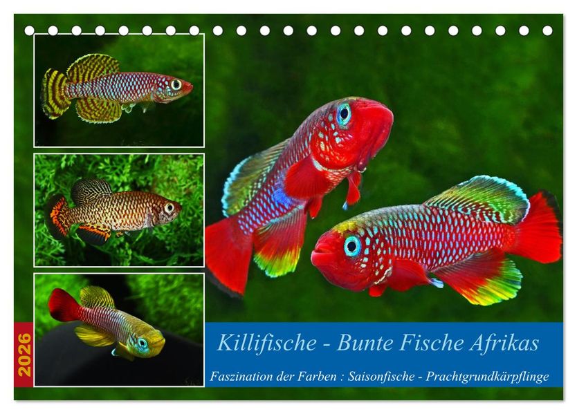 Killifische - Bunte Fische Afrikas (Tischkalender 2026 DIN A5 quer) CALVENDO Monatskalender