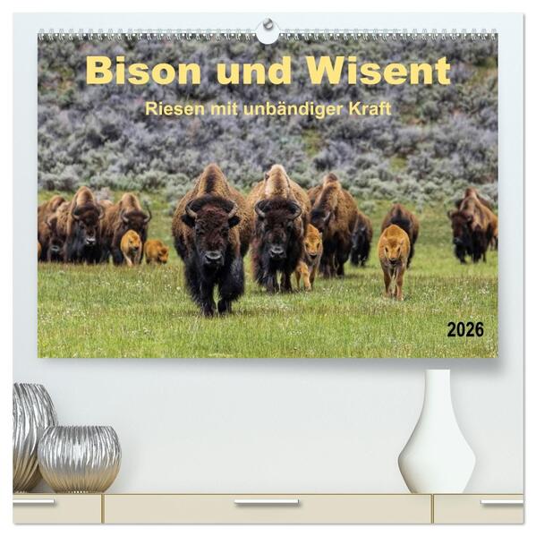 Bison und Wisent - Riesen mit unbändiger Kraft (hochwertiger Premium Wandkalender 2026 DIN A2 quer) Kunstdruck in Hochglanz
