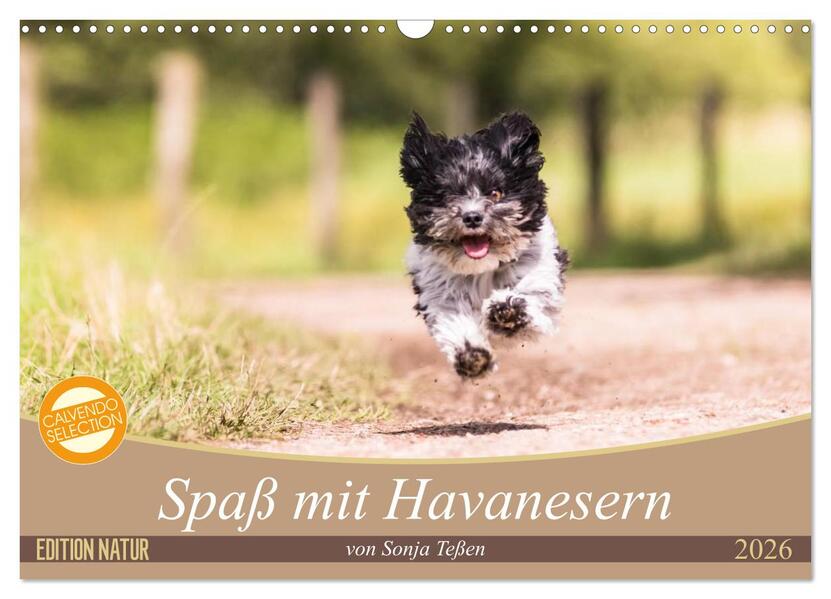 Spaß mit Havanesern (Wandkalender 2026 DIN A3 quer) CALVENDO Monatskalender