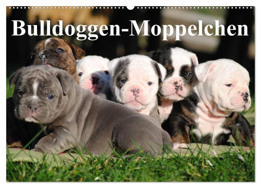 Bulldoggen-Moppelchen (Wandkalender 2026 DIN A2 quer) CALVENDO Monatskalender