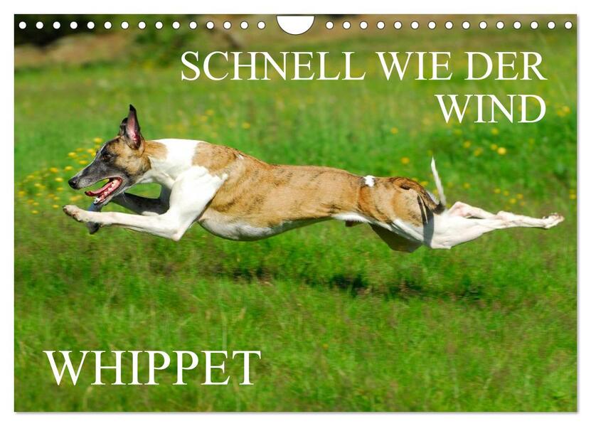 Schnell wie der Wind - Whippet (Wandkalender 2026 DIN A4 quer) CALVENDO Monatskalender