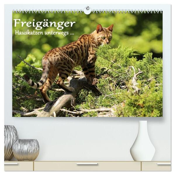 Freigänger - Hauskatzen unterwegs (hochwertiger Premium Wandkalender 2026 DIN A2 quer) Kunstdruck in Hochglanz