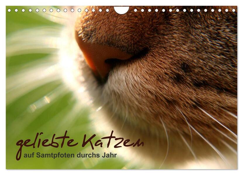 geliebte Katzen - auf Samtpfoten durchs Jahr (Wandkalender 2026 DIN A4 quer) CALVENDO Monatskalender