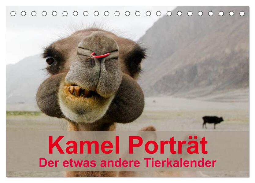Kamel Porträt (Tischkalender 2026 DIN A5 quer) CALVENDO Monatskalender