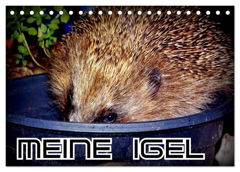 Meine Igel (Tischkalender 2026 DIN A5 quer) CALVENDO Monatskalender
