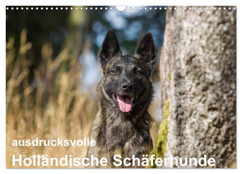 ausdrucksvolle Holländische Schäferhunde (Wandkalender 2026 DIN A3 quer) CALVENDO Monatskalender