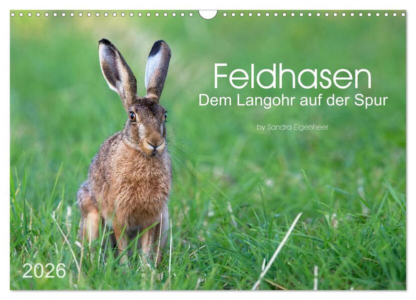 Feldhasen - dem Langohr auf der Spur (Wandkalender 2026 DIN A3 quer) CALVENDO Monatskalender