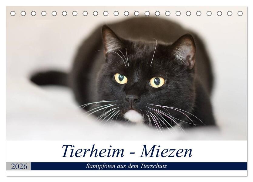 Tierheim - Miezen (Tischkalender 2026 DIN A5 quer) CALVENDO Monatskalender