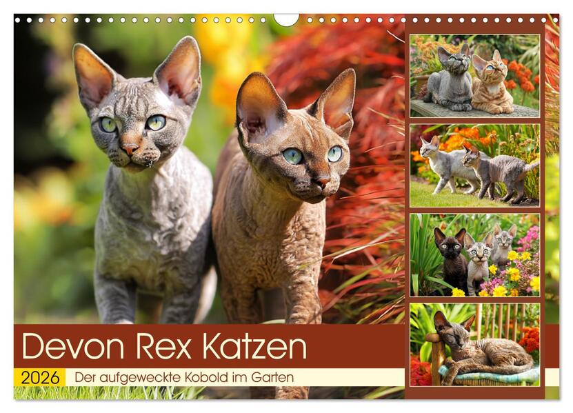 Devon Rex Katzen. Der aufgeweckte Kobold im Garten (Wandkalender 2026 DIN A3 quer) CALVENDO Monatskalender
