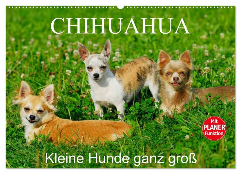 Chihuahua - Kleine Hunde ganz groß (Wandkalender 2026 DIN A2 quer) CALVENDO Monatskalender