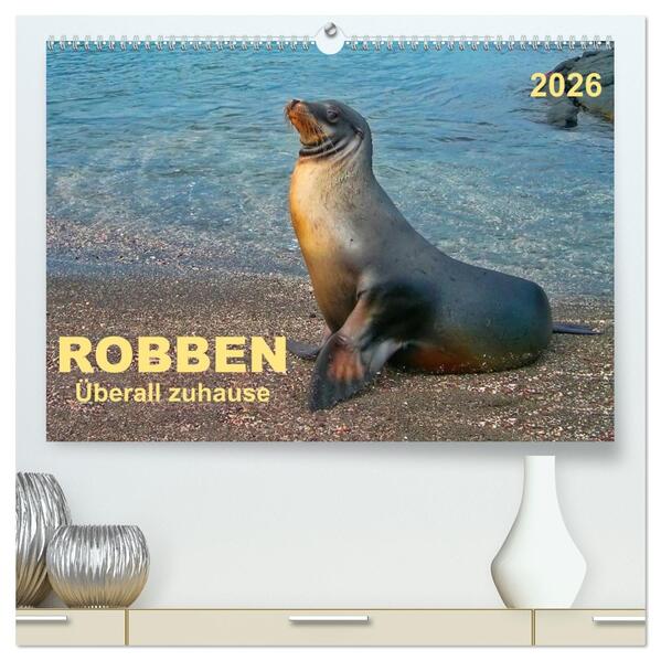 Robben - überall zuhause (hochwertiger Premium Wandkalender 2026 DIN A2 quer) Kunstdruck in Hochglanz