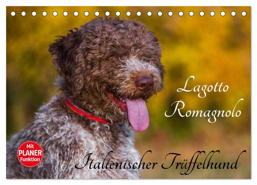 Lagotto Romagnolo - Italienischer Trüffelhund (Tischkalender 2026 DIN A5 quer) CALVENDO Monatskalender