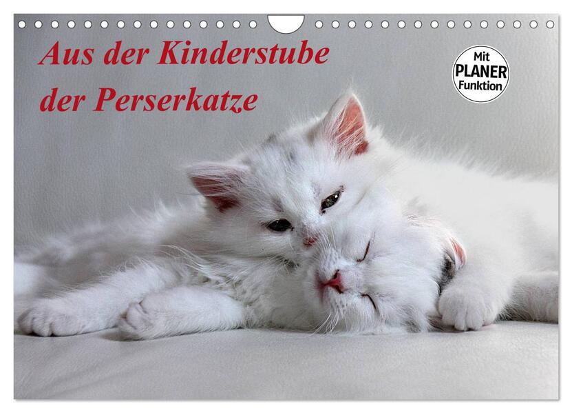 Aus der Kinderstube der Perserkatze (Wandkalender 2026 DIN A4 quer) CALVENDO Monatskalender
