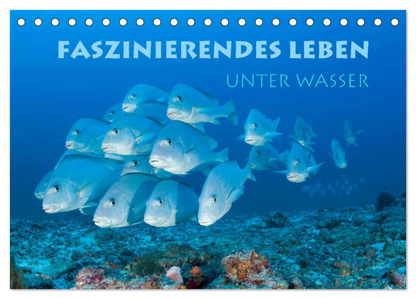 Faszinierendes Leben unter Wasser (Tischkalender 2026 DIN A5 quer) CALVENDO Monatskalender