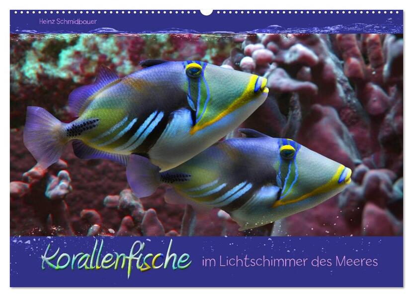 Korallenfische im Lichtschimmer des Meeres (Wandkalender 2026 DIN A2 quer) CALVENDO Monatskalender