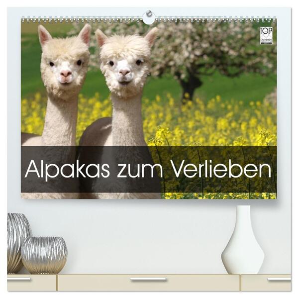 Alpakas zum Verlieben (hochwertiger Premium Wandkalender 2026 DIN A2 quer) Kunstdruck in Hochglanz