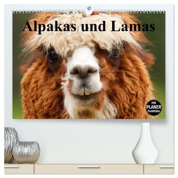 Alpakas und Lamas (hochwertiger Premium Wandkalender 2026 DIN A2 quer) Kunstdruck in Hochglanz