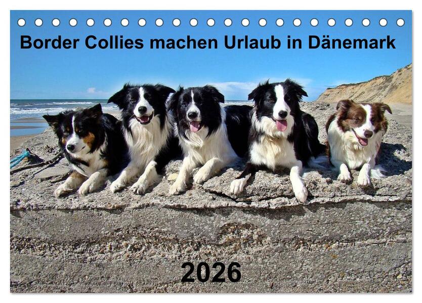 Border Collies machen Urlaub in Dänemark (Tischkalender 2026 DIN A5 quer) CALVENDO Monatskalender