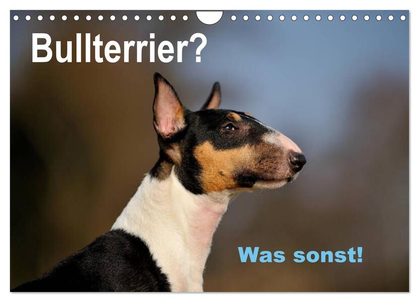 Bullterrier? Was sonst! (Wandkalender 2026 DIN A4 quer) CALVENDO Monatskalender