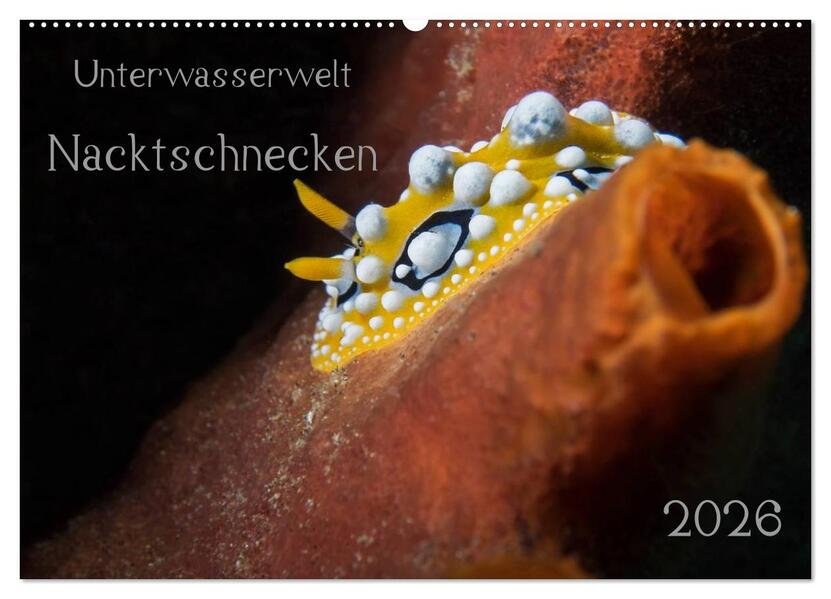Unterwasserwelt Nacktschnecken (Wandkalender 2026 DIN A2 quer) CALVENDO Monatskalender