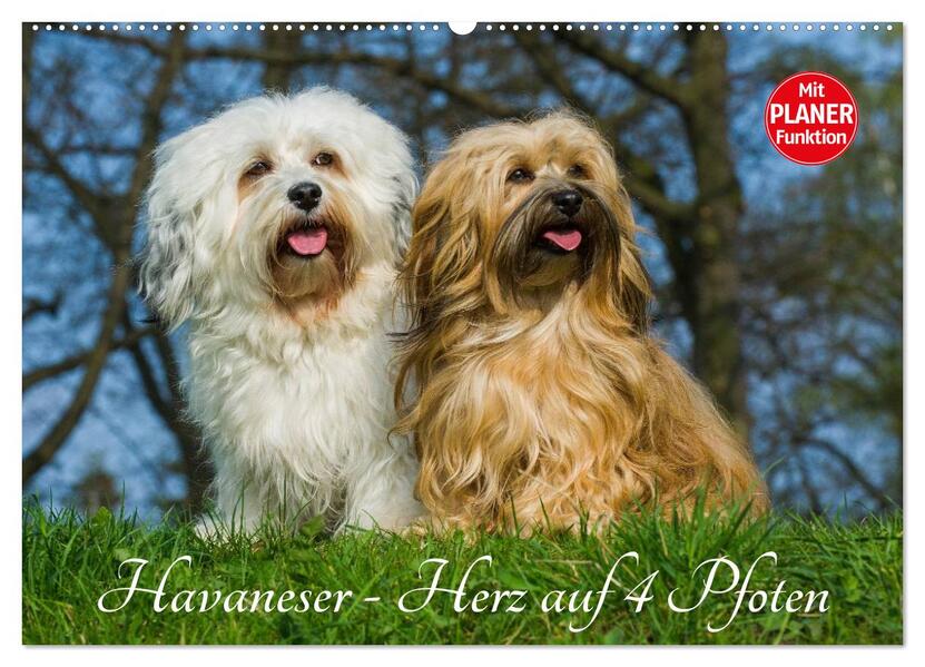 Havaneser - Herz auf 4 Pfoten (Wandkalender 2026 DIN A2 quer) CALVENDO Monatskalender