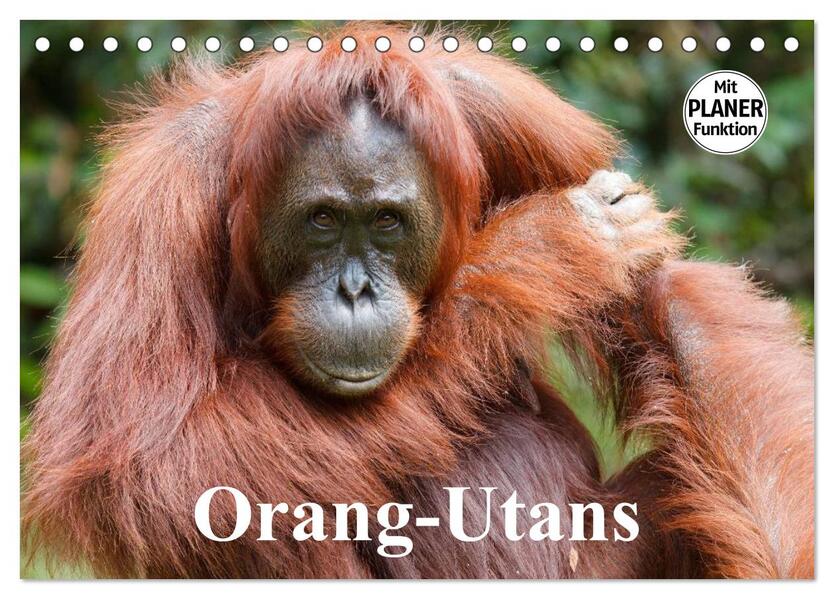 Orang-Utans (Tischkalender 2026 DIN A5 quer) CALVENDO Monatskalender