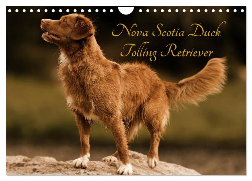 Nova Scotia Duck Tolling Retriever (Wandkalender 2026 DIN A4 quer) CALVENDO Monatskalender