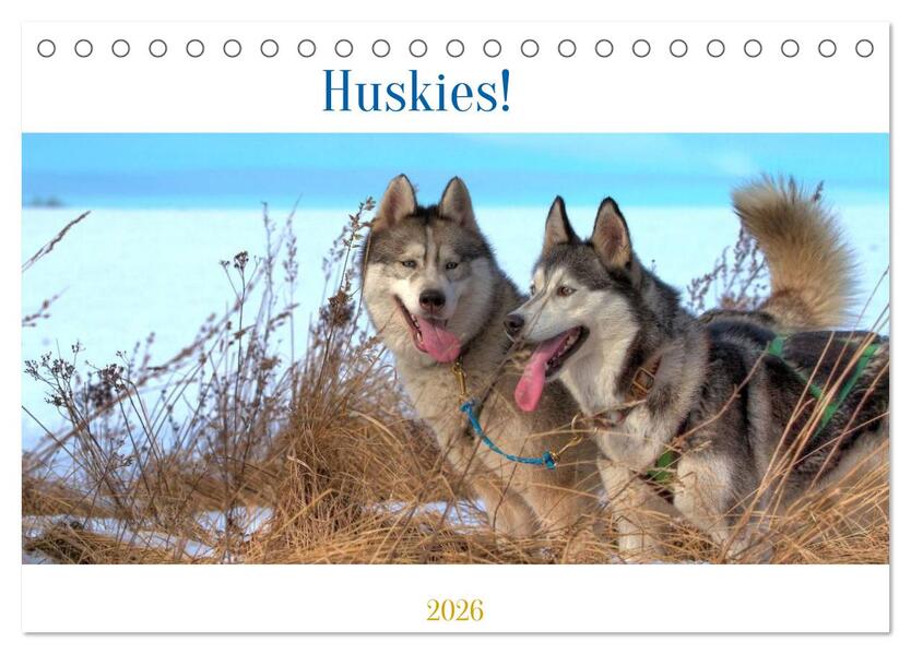 Huskies! (Tischkalender 2026 DIN A5 quer) CALVENDO Monatskalender