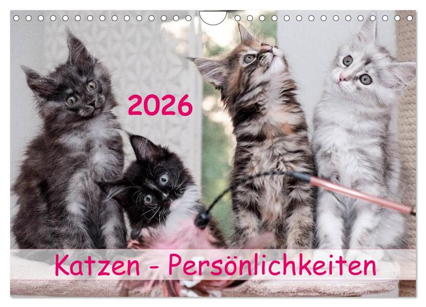 Katzen Persönlichkeiten 2026 (Wandkalender 2026 DIN A4 quer) CALVENDO Monatskalender