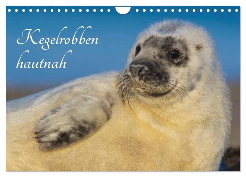 Kegelrobben hautnah (Wandkalender 2026 DIN A4 quer) CALVENDO Monatskalender