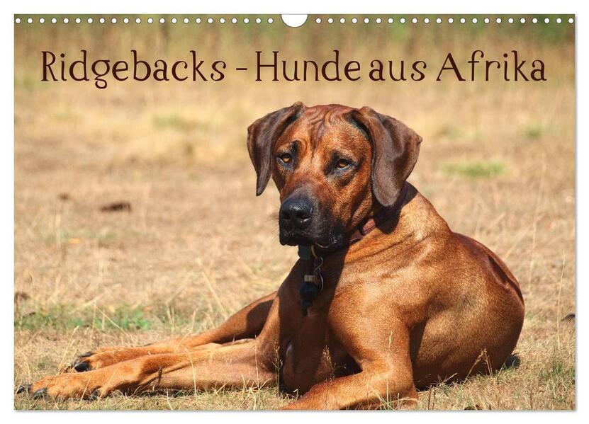 Ridgebacks - Hunde aus Afrika (Wandkalender 2026 DIN A3 quer) CALVENDO Monatskalender