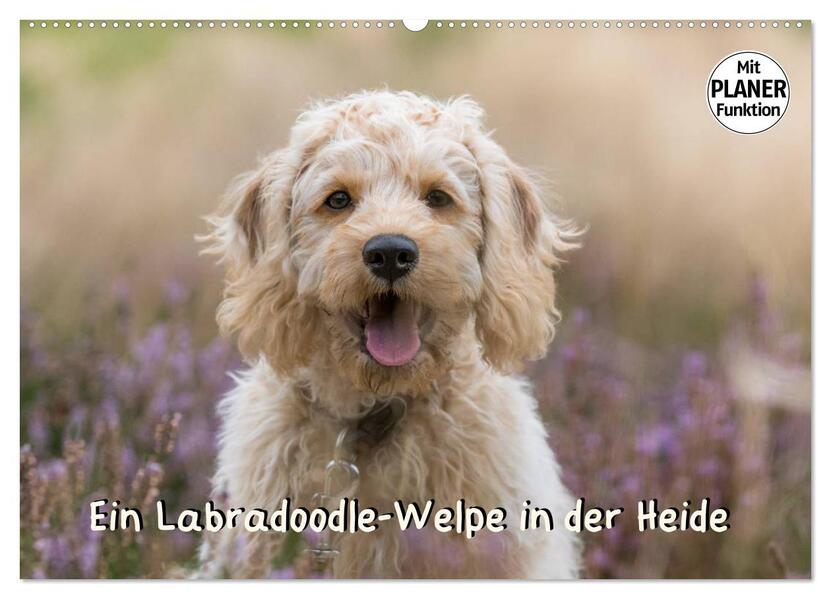 Ein Labradoodle-Welpe in der Heide (Wandkalender 2026 DIN A2 quer) CALVENDO Monatskalender
