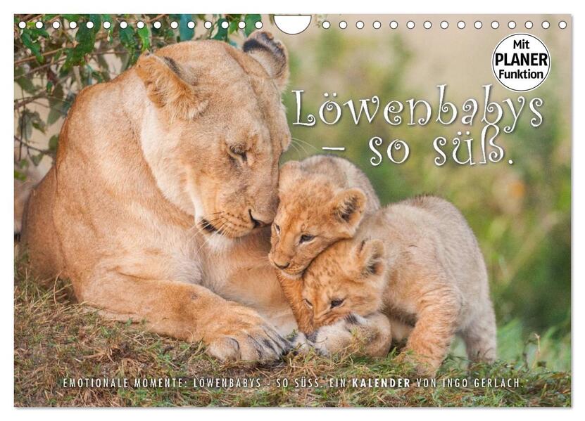 Emotionale Momente: Löwenbabys - so süß. (Wandkalender 2026 DIN A4 quer) CALVENDO Monatskalender
