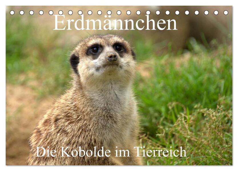 Erdmännchen - Die Kobolde im Tierreich (Tischkalender 2026 DIN A5 quer) CALVENDO Monatskalender