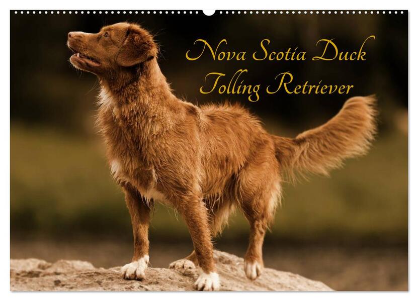 Nova Scotia Duck Tolling Retriever (Wandkalender 2026 DIN A2 quer) CALVENDO Monatskalender