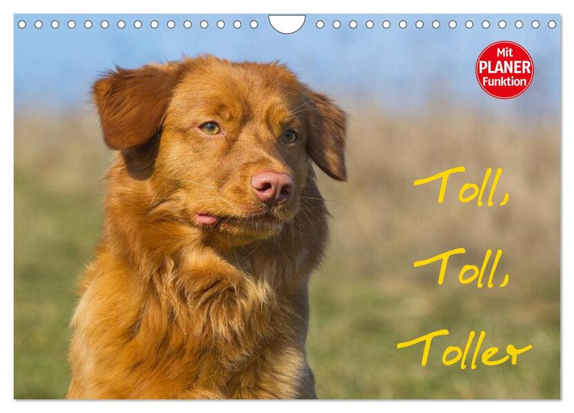 Toll toll Toller (Wandkalender 2026 DIN A4 quer) CALVENDO Monatskalender