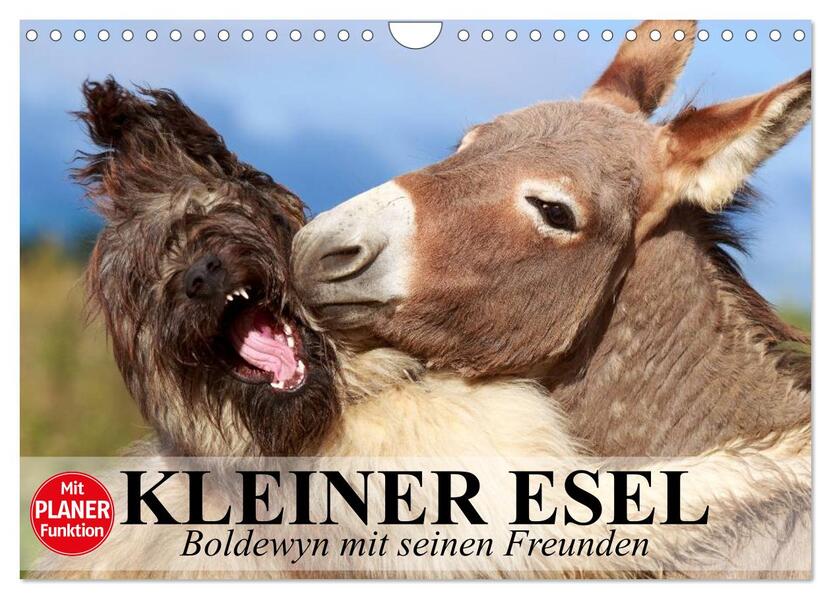 Kleiner Esel. Boldewyn mit seinen Freunden (Wandkalender 2026 DIN A4 quer) CALVENDO Monatskalender