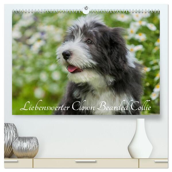 Liebenswerter Clown Bearded Collie (hochwertiger Premium Wandkalender 2026 DIN A2 quer) Kunstdruck in Hochglanz