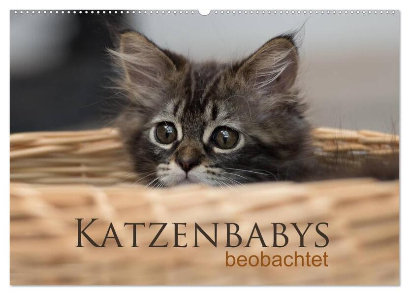 Katzenbabys beobachtet (Wandkalender 2026 DIN A2 quer) CALVENDO Monatskalender