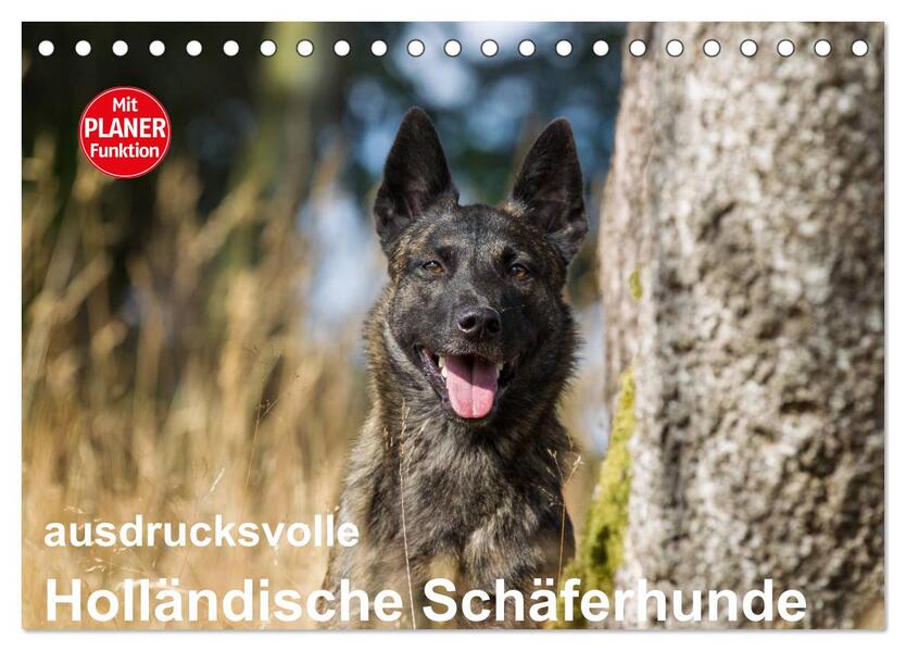 ausdrucksvolle Holländische Schäferhunde (Tischkalender 2026 DIN A5 quer) CALVENDO Monatskalender