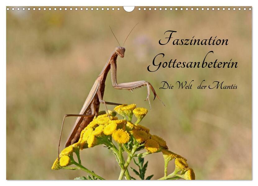 Faszination Gottesanbeterin - Die Welt der Mantis (Wandkalender 2026 DIN A3 quer) CALVENDO Monatskalender